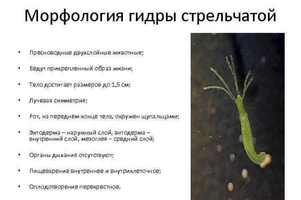Кракен омг мега