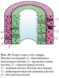 Кракен сайт работает