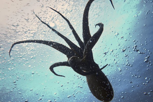 Kraken официальные зеркала