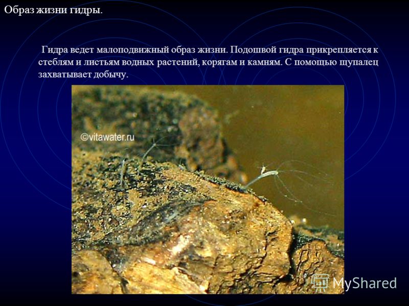 Ссылки тор браузер