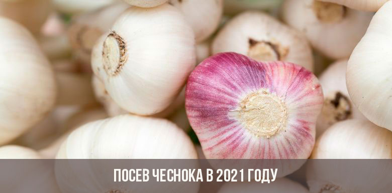 Кракен через тор