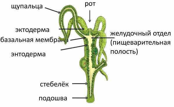 Кракен даркент
